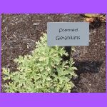 Scented Geraniums.jpg